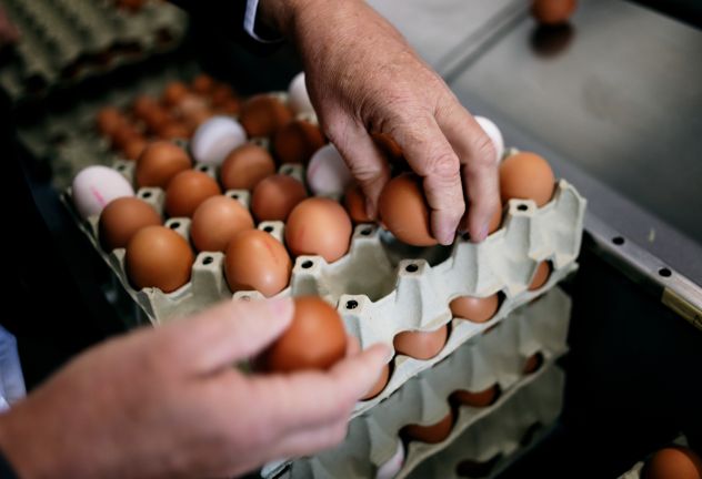Eier, Geflügelhof Bell Feldirch (1) Eier, Geflügelhof Bell Feldirch (1)